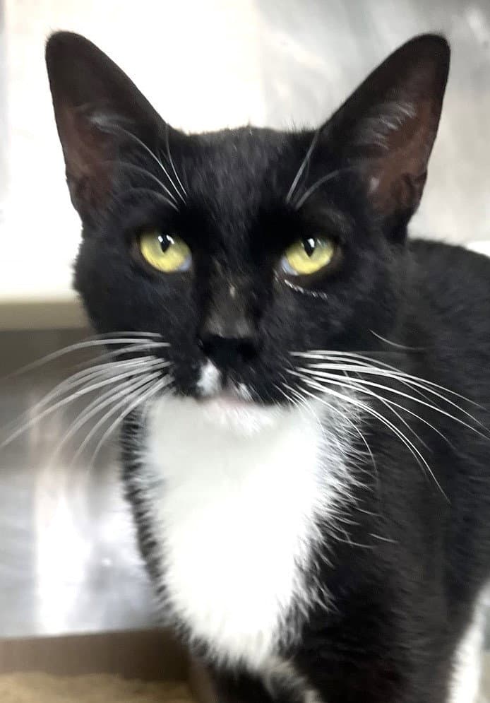 Larry - Domestic Short Hair