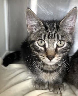 Arthur - Tabby