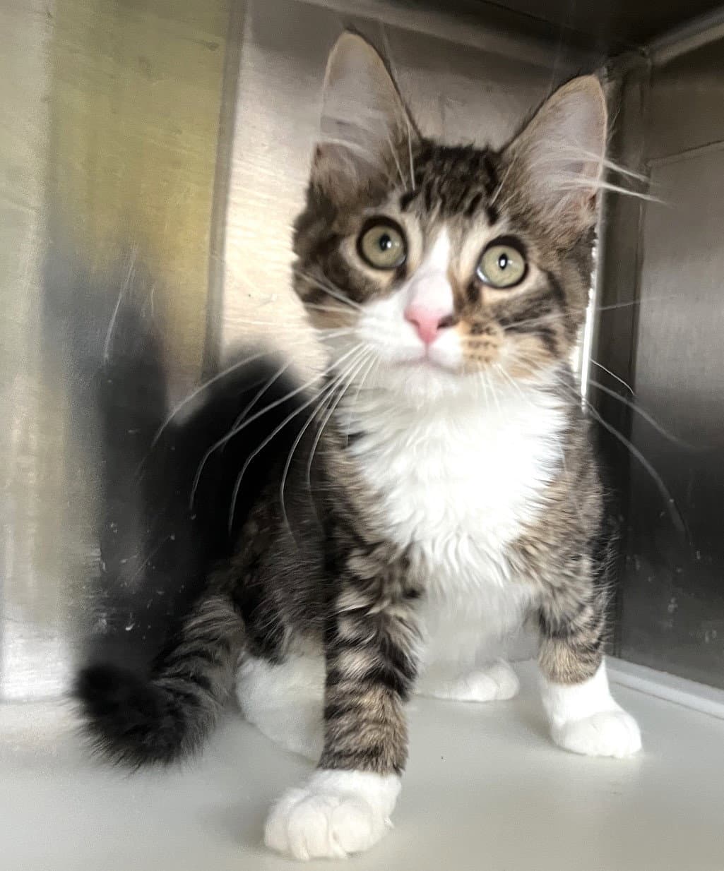 Buster - Tabby
