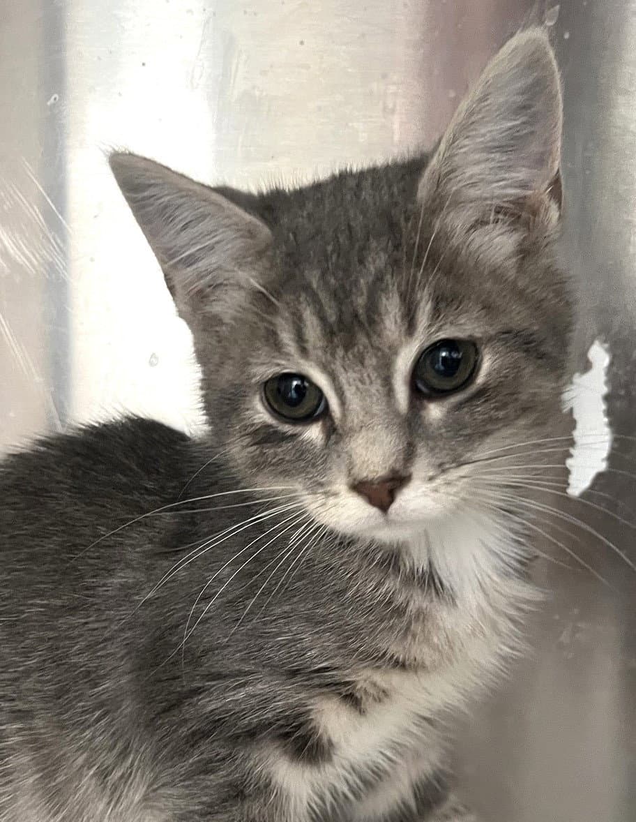 Delphine - Tabby