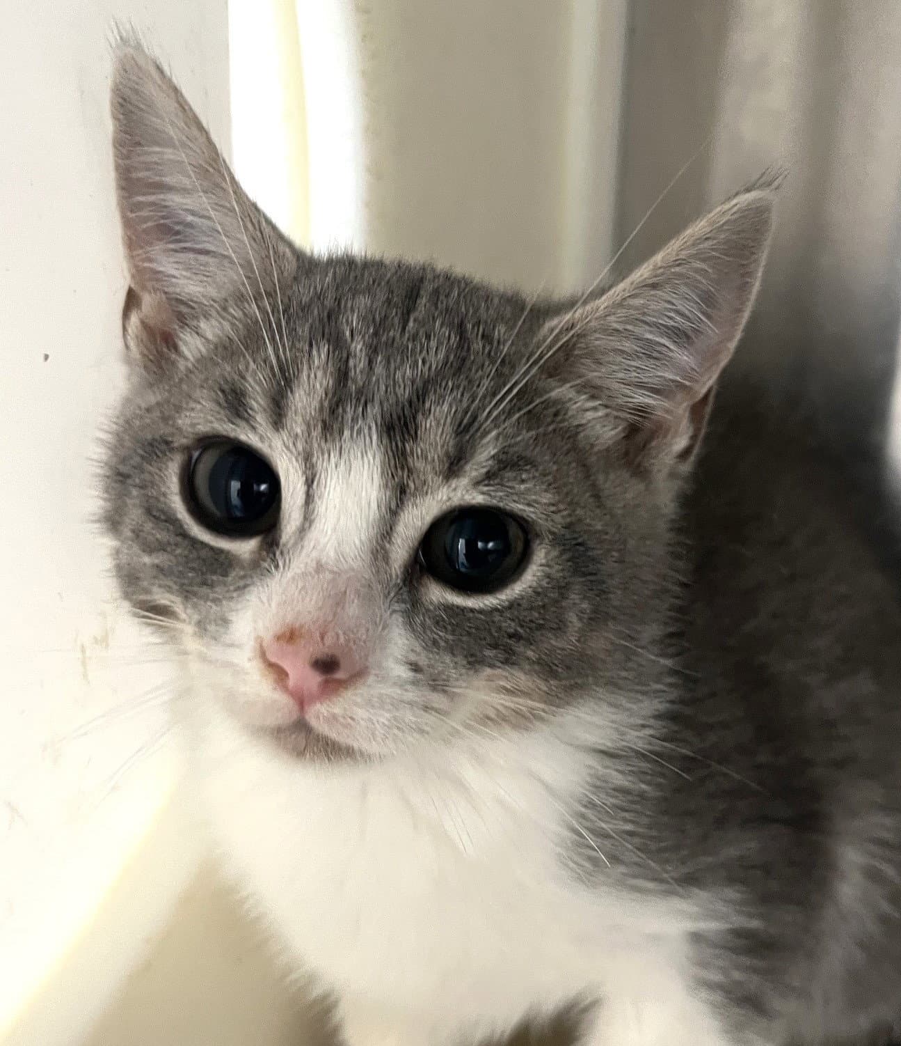 Sibyl - Tabby