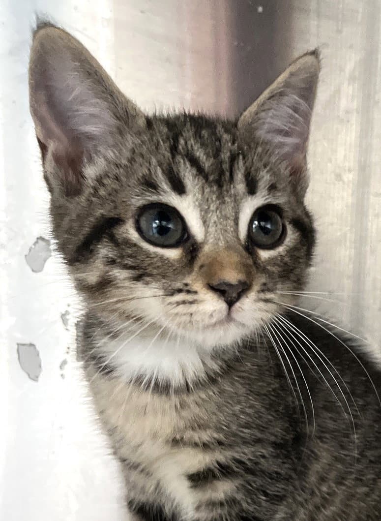 Danah - Tabby