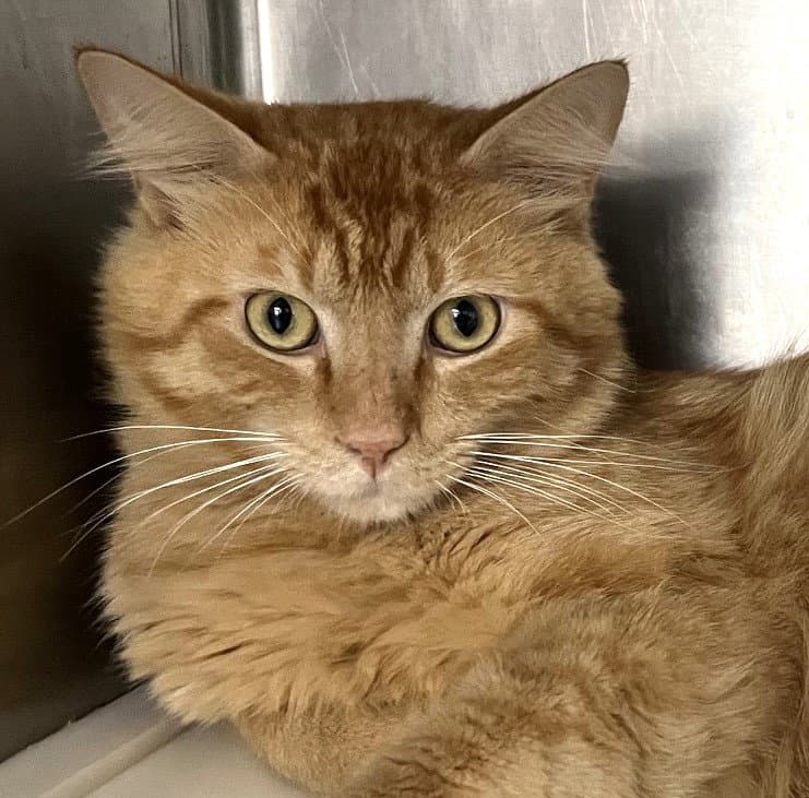 Killian - Tabby