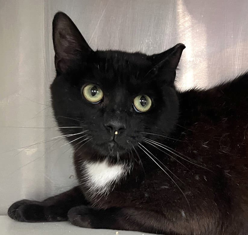 Malawi - Domestic Short Hair