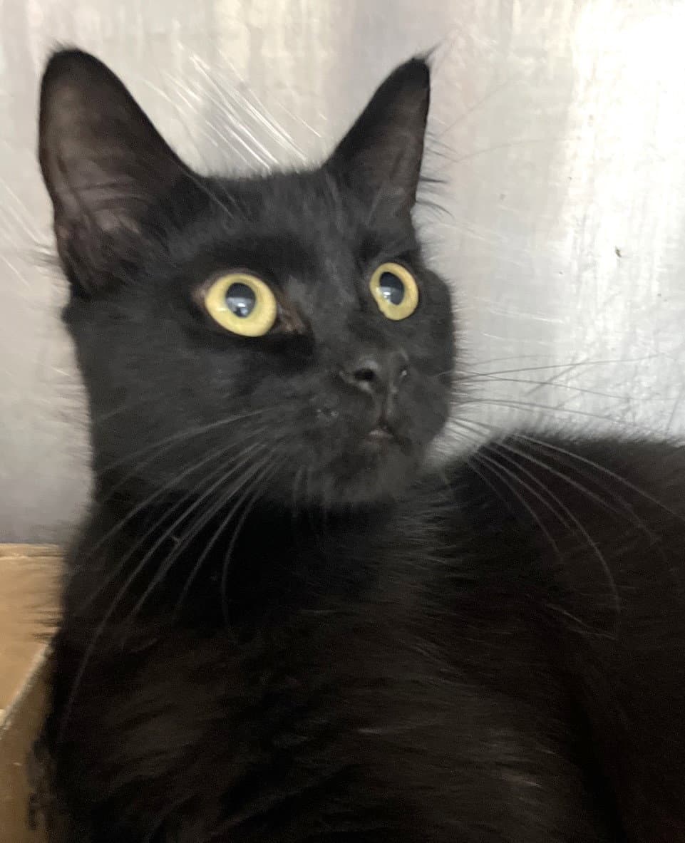 Lonnie - Domestic Medium Hair