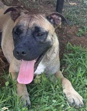 Kiwi - Shepherd