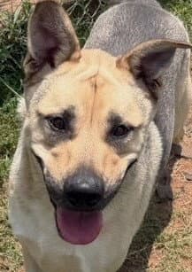 Ace - Shepherd