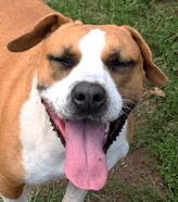Eevee - Pit Bull Terrier