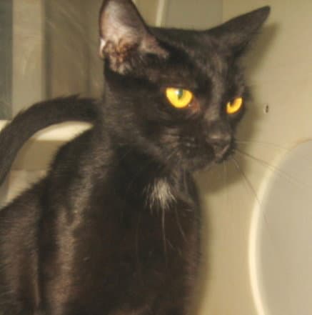 Pickes - Domestic Short Hair