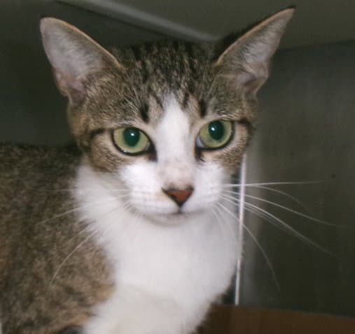Isabella - Tabby