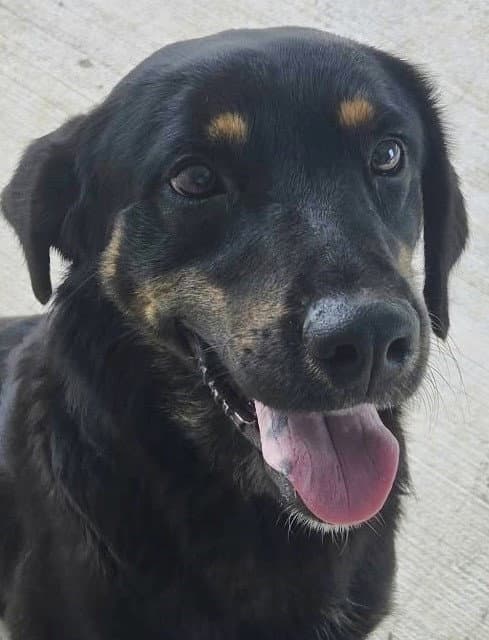 Hudson - Shepherd