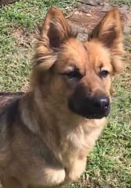 Indiana - Shepherd