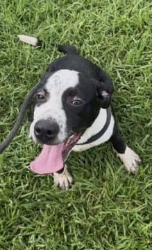 Gelato - Pit Bull Terrier