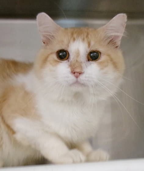 Ollivander - Domestic Medium Hair