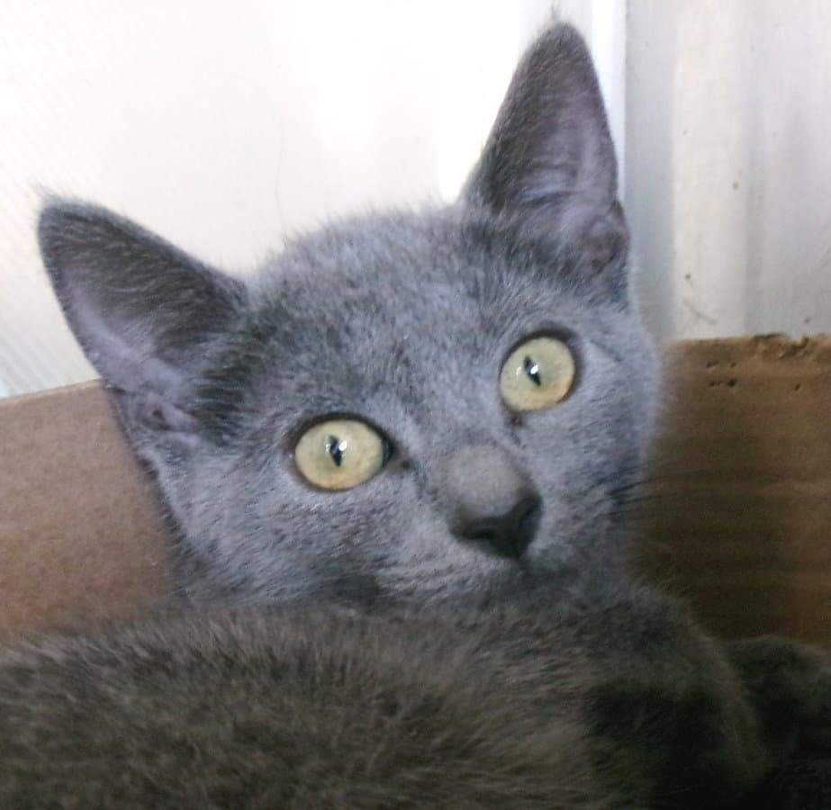 Cheshire - Domestic Short Hair