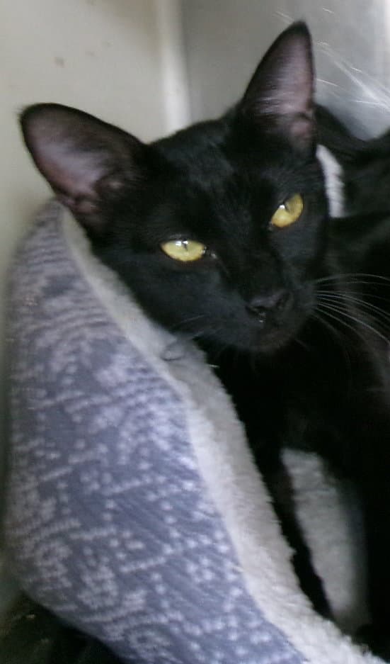 Hildegard - Domestic Short Hair