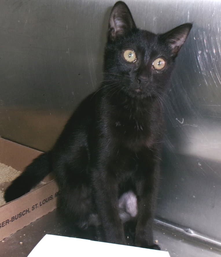 Charlemagne - Domestic Short Hair