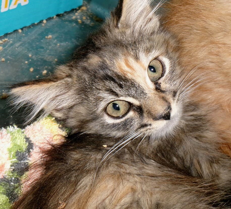 Drusilla - Domestic Long Hair