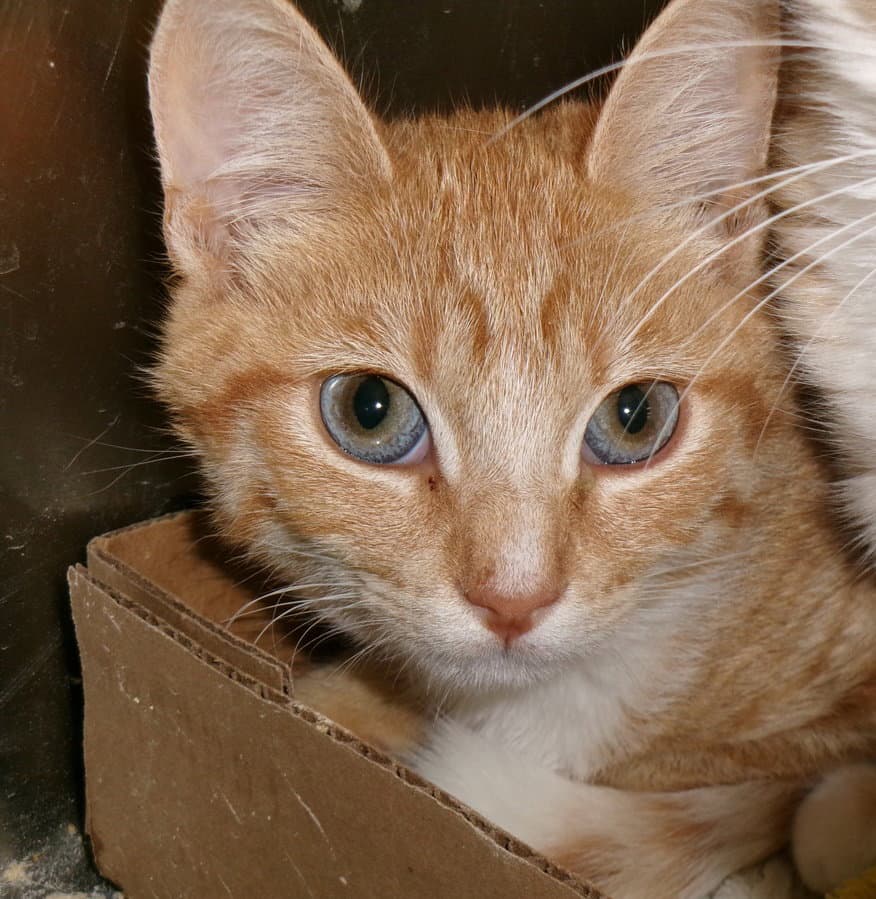 Mosey - Tabby