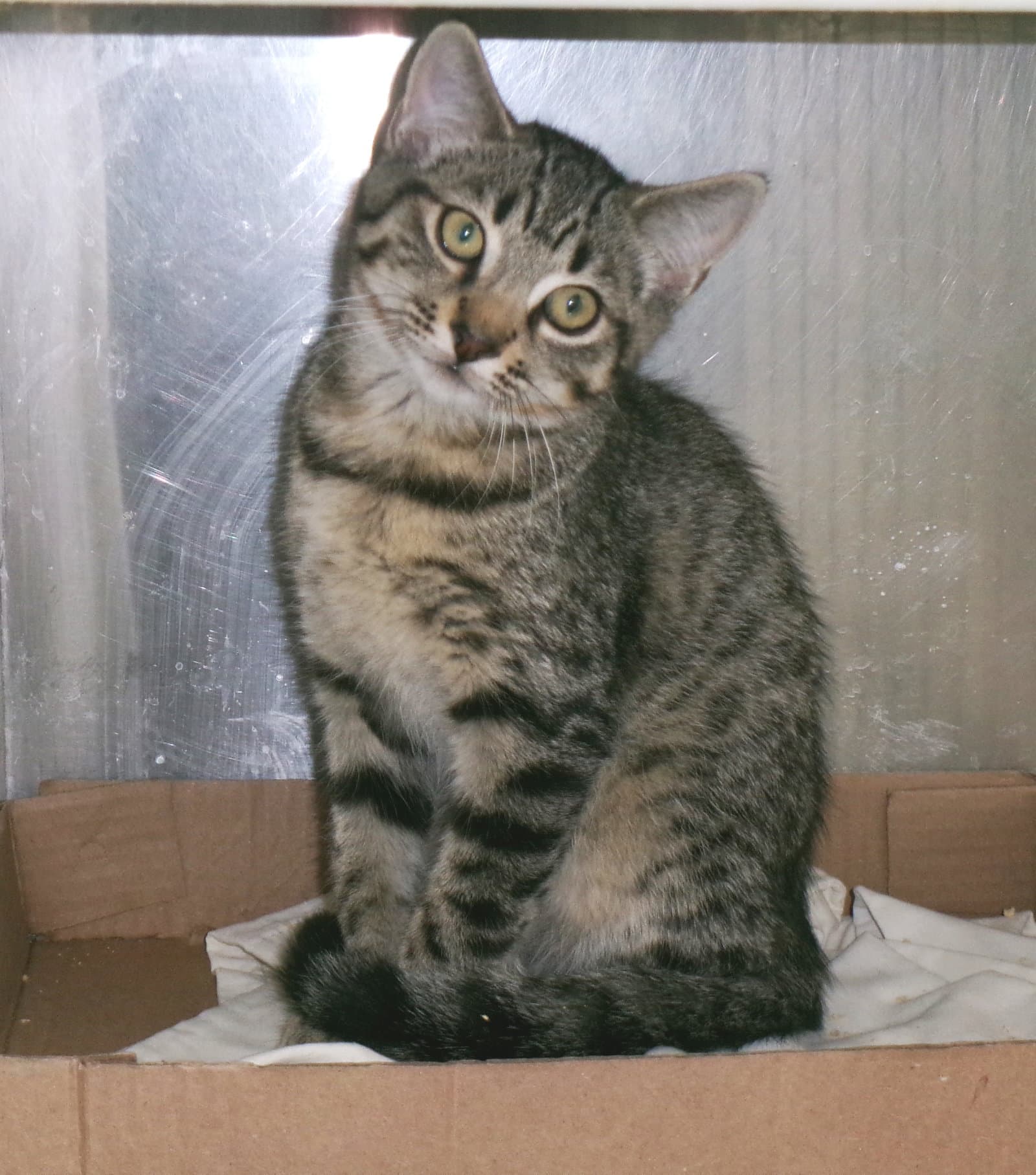 Bryant - Tabby