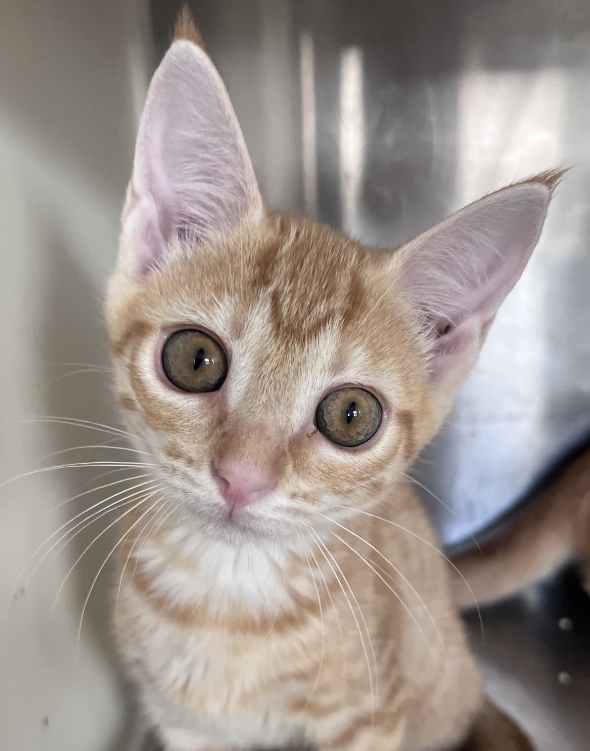 Susan - Tabby