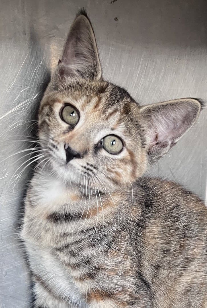 Martha - Tabby