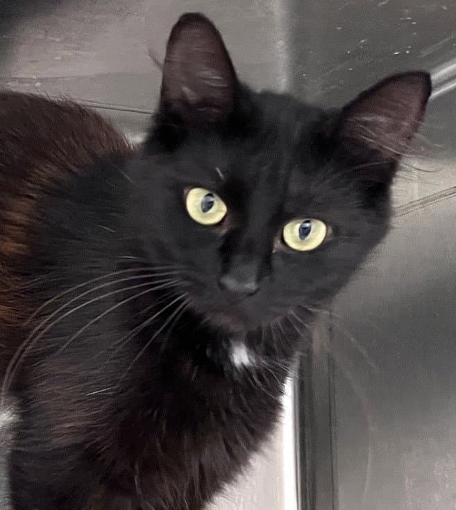 Carrie - Domestic Short Hair