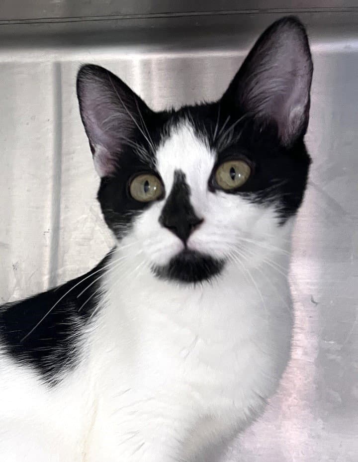 Clara - Domestic Short Hair