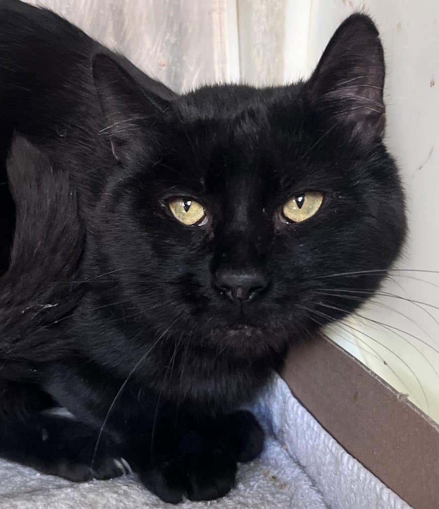 Dexter - Domestic Short Hair