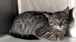 Alfred image 2