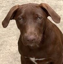 Garnet - Labrador Retriever