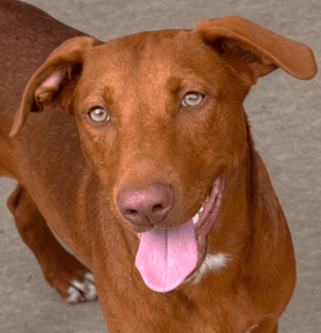 Eilat - Labrador Retriever