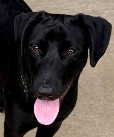 Coal - Labrador Retriever