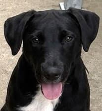 Slate - Labrador Retriever