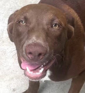 Jasper - Labrador Retriever