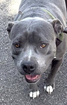 Bluey - Pit Bull Terrier