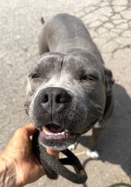 Bluey image 4