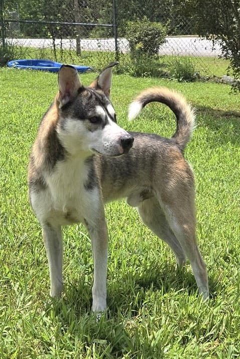 Franklin - Husky