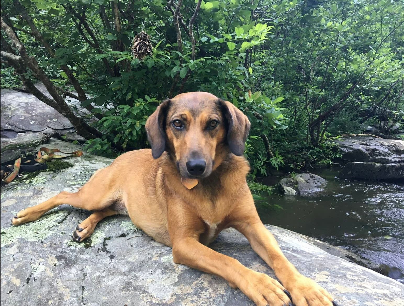 Sage - Labrador Retriever
