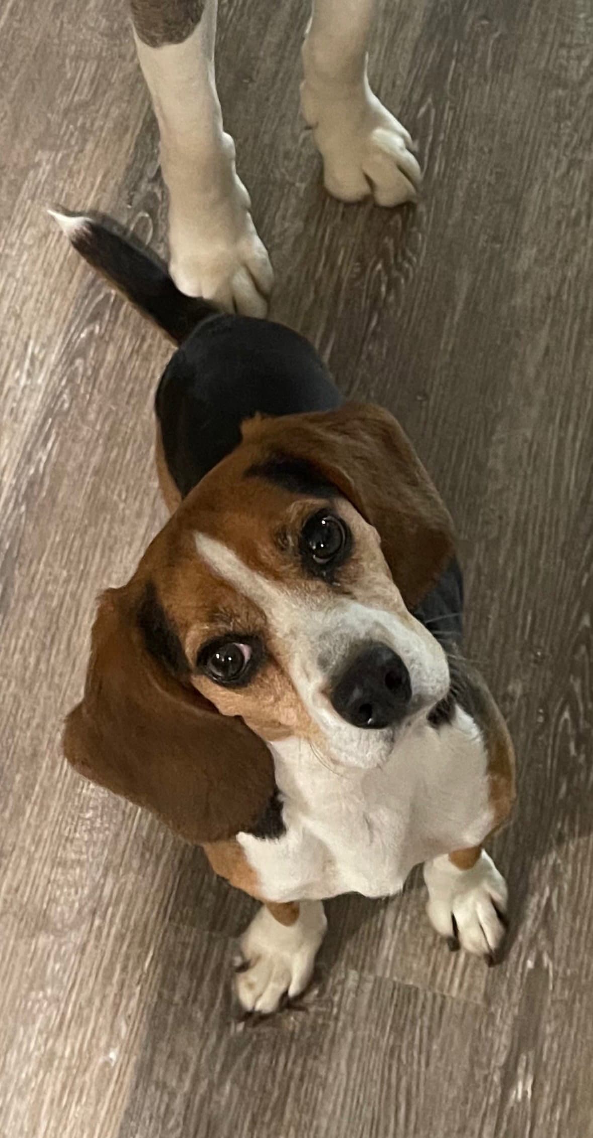 Reishi - Beagle