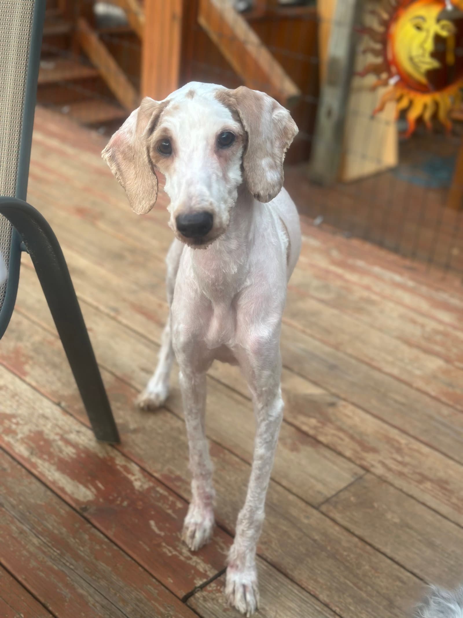 Jayce - Poodle (Standard)