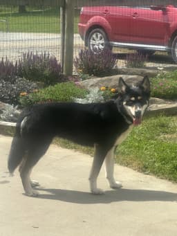 Kira image 1