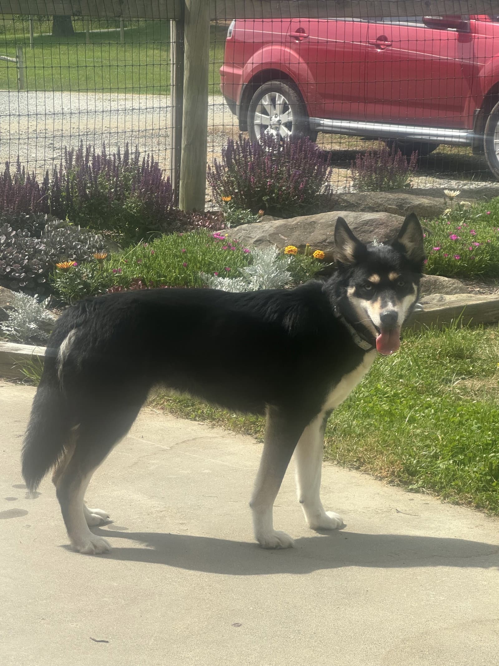 Kira - Siberian Husky