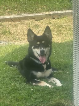 Kira image 2