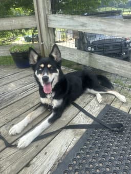 Kira image 4