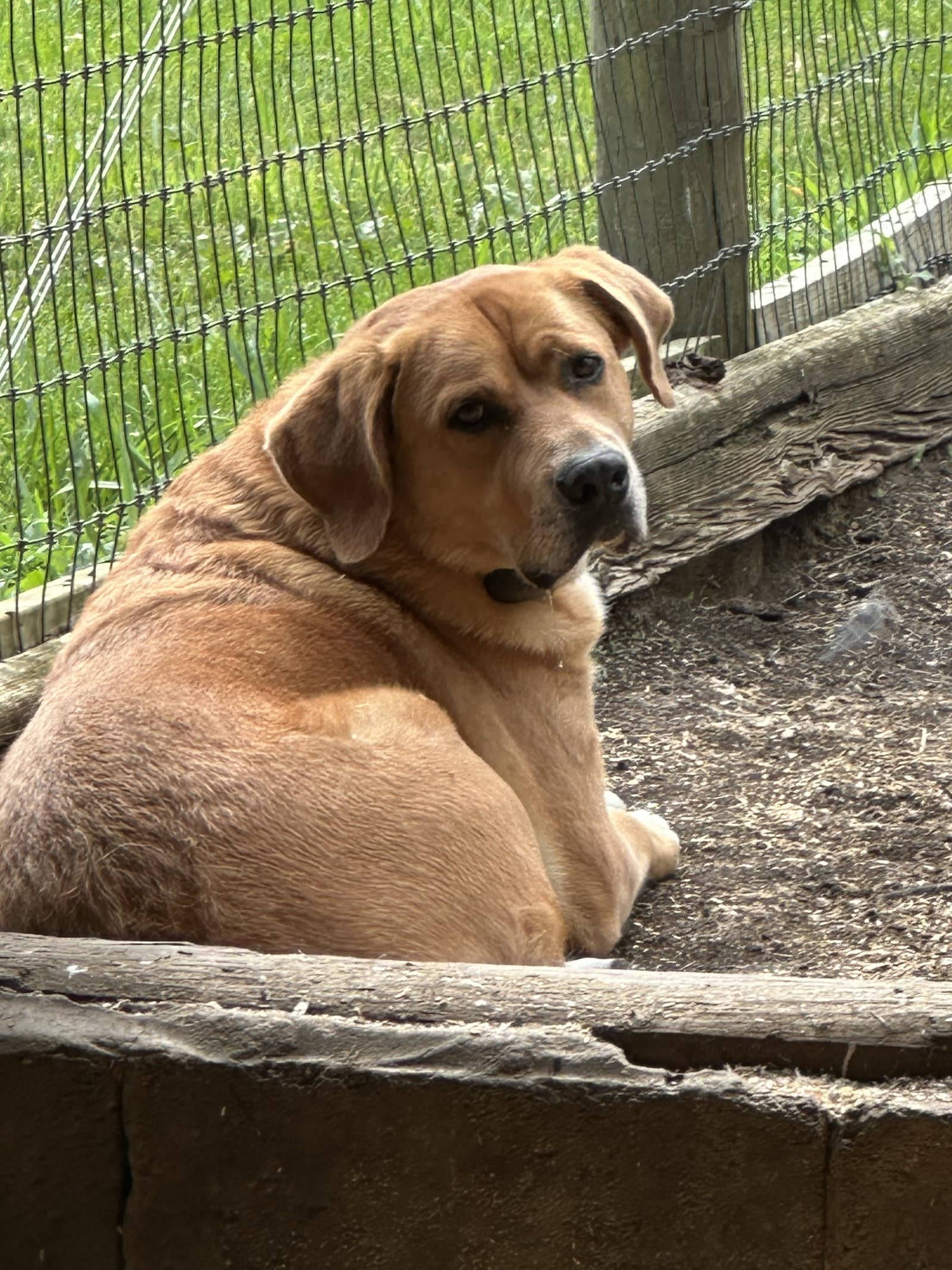 Charlie - Labrador Retriever