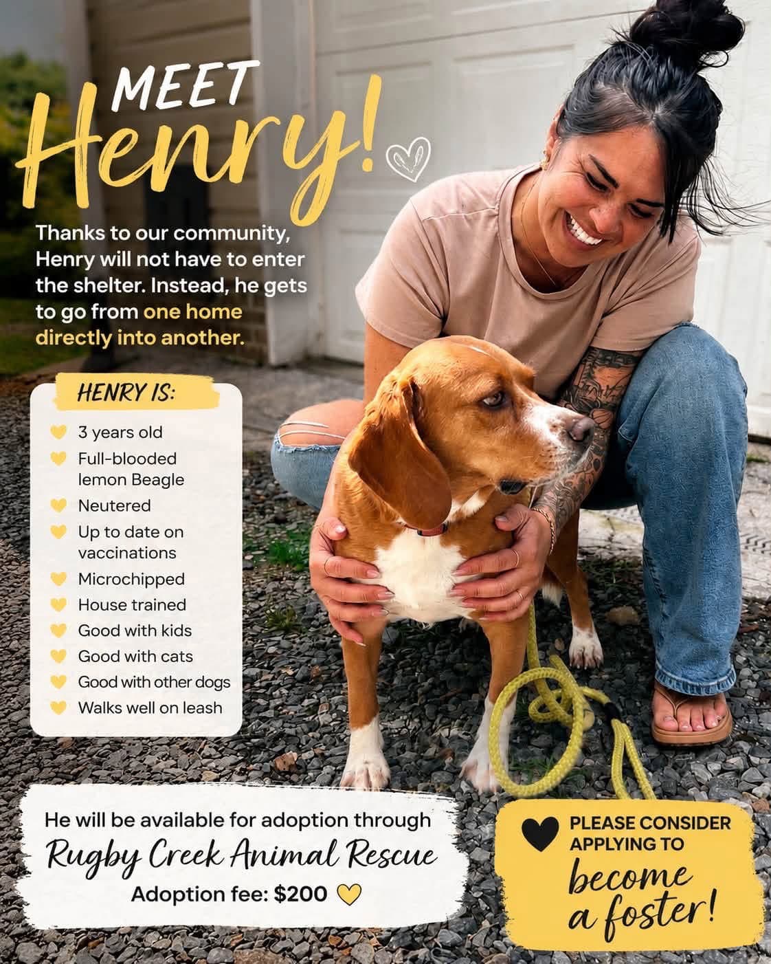 Henry - Beagle