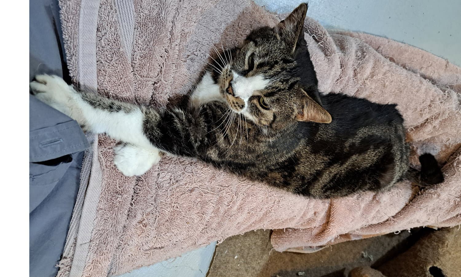 Emmy - Tabby