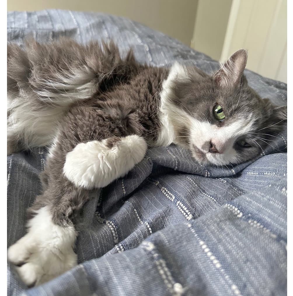 Millie - Domestic Medium Hair