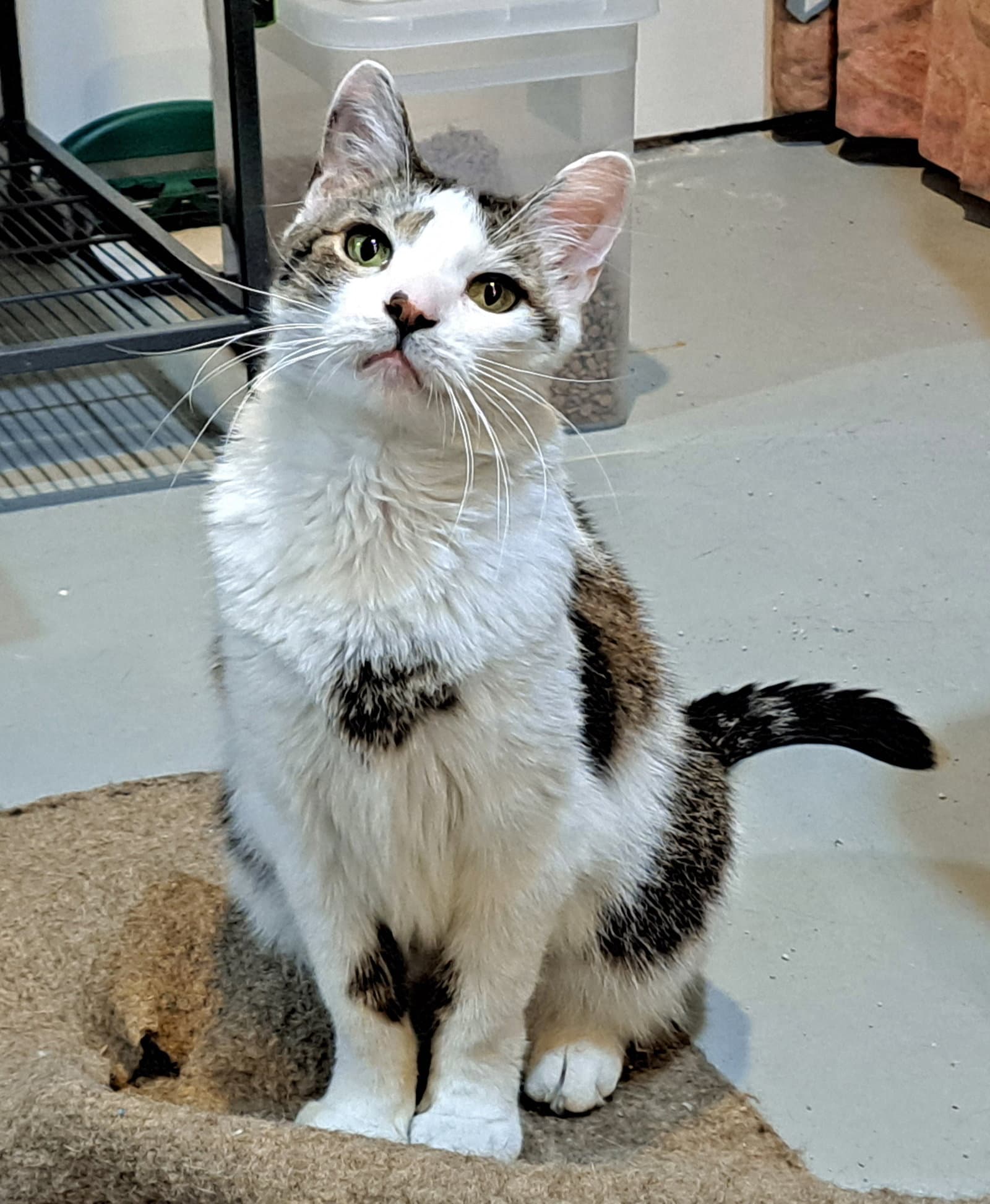 Bane - Domestic Short Hair